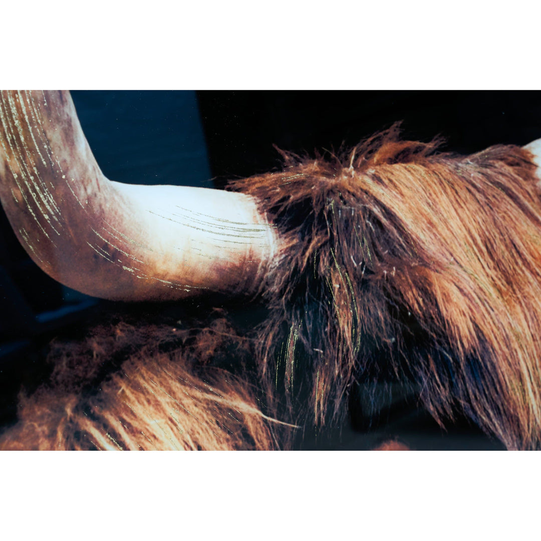 Wandbild bull