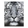 Bild Tiger