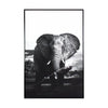 Bild Elephant, Print auf Canvas